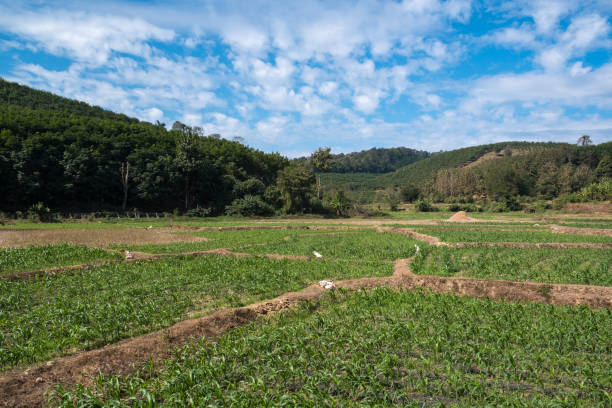 Young corn field Young corn field, Agriculture scene in countryside of Nan province, Thailand. university of missouri columbia stock pictures, royalty-free photos & images