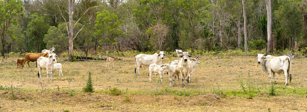 istock Australian Country Scene 640963188
