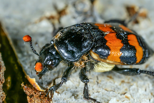 Image of a Burying Beetle photographed in Kentucky.