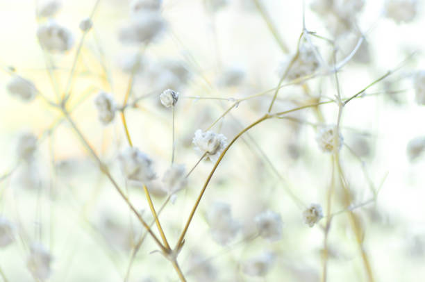 istock white gypsophila flower 640965122