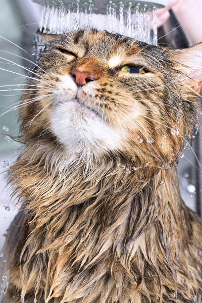 お風呂でぬれた猫 - soaking tub ストックフォトと画像