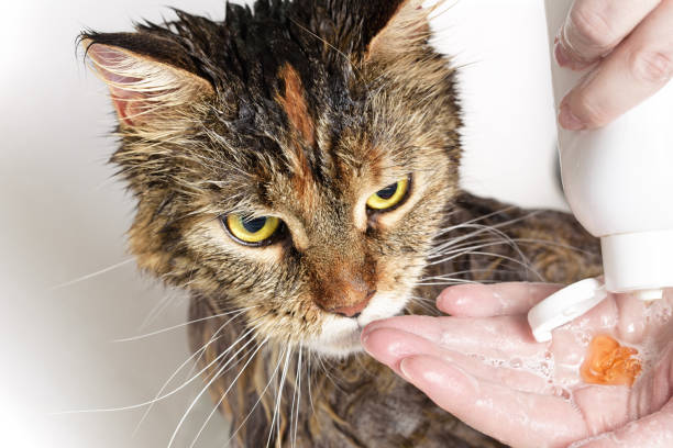 gatto bagnato nella vasca da bagno - the catlins foto e immagini stock