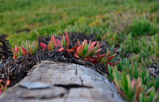A photograph of a colorful Ice Plant along a California beach trail and over a weathered post.