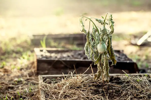 Photo of The eggplant on dead tree in the vegetable garden