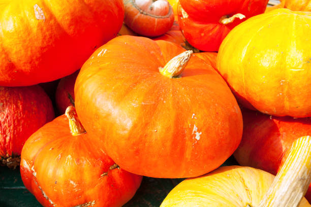 istock Top view of orange big pumpkins 640967664