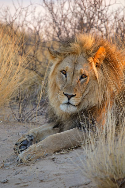 istock Big male African lion 640967850