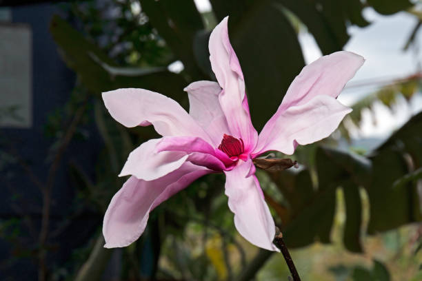 istock Pink Magnolia Flower 640968030