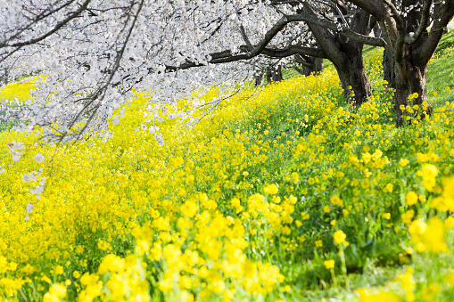 Canola Flowers Under Cherry Blossom Trees in Japan