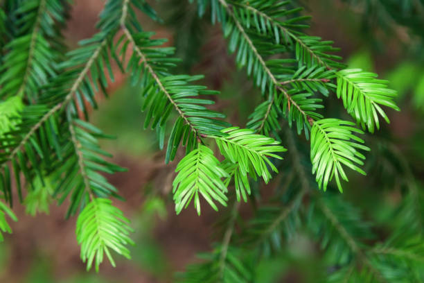 Brote de árbol de abeto que crece en el bosque - foto de stock