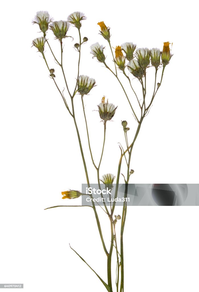 Prensado Flores De Campo Secas Rama Primavera Herbario De Flores Silvestres Foto de stock y más banco de imágenes de Aire libre - iStock Prensado Flores De Campo Secas Rama Primavera Herbario De Flores Silvestres Foto de stock y más banco de imágenes de Aire libre - iStock