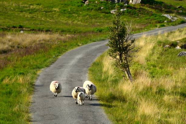 istock Black Valley, Ring of Kerry, Ireland 640973010