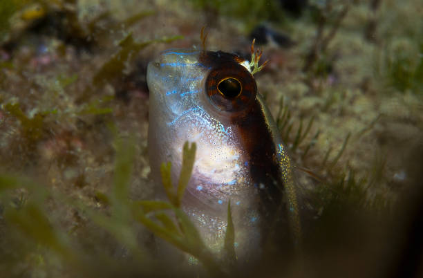 istock a small fish comes out on the rock 640975810