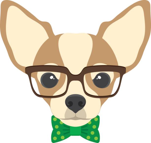 Portrait of chihuahua dog with glasses and bow  tie in flat style. Portrait of chihuahua dog with glasses and bow  tie in flat style. Vector illustration of Hipster dog  for cards, t-shirt print, placard. chihuahua dog stock illustrations