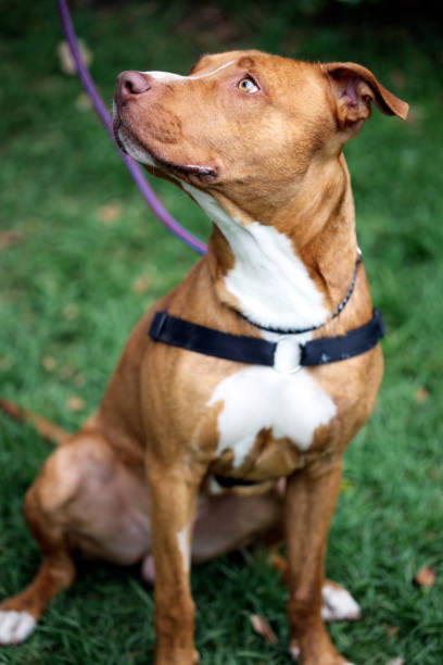 istock Staffordshire Dog looking up 640975978