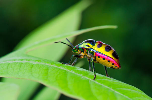 istock Close up ladybug in green garden 640976060