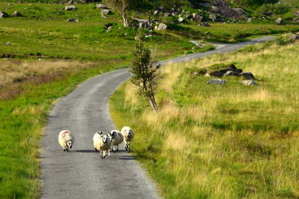 istock Black Valley, Ring of Kerry, Ireland 640976324