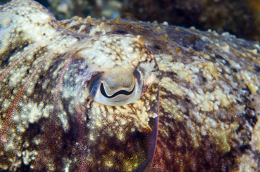 a squid remains motionless trying to hide