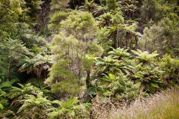 istock Native Ponga Tree Ferns New Zealand 640983834