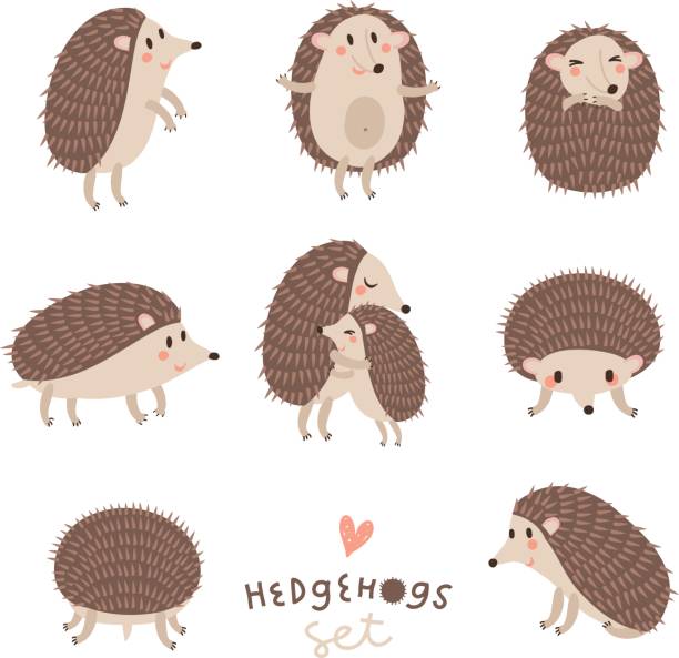 Vector set of cute hedgehogs. Vector collection of cute hedgehogs. hedgehog stock illustrations