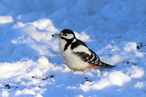 Dendrocopos major. Great spotted woodpecker in the snow