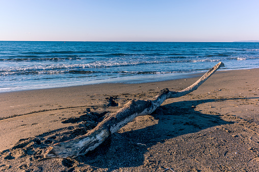 Tree trunk on the beach on Tuscany
