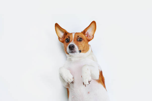 istock Cute jack russell dog with high top view 640987804