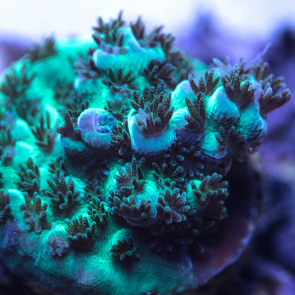Close-up of a green Acropora coral with purple tips.