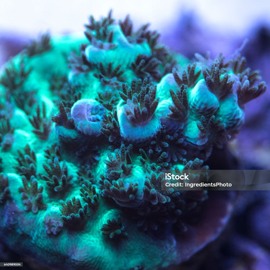 Close-up of a green Acropora coral with purple tips. 2017 Stock Photo