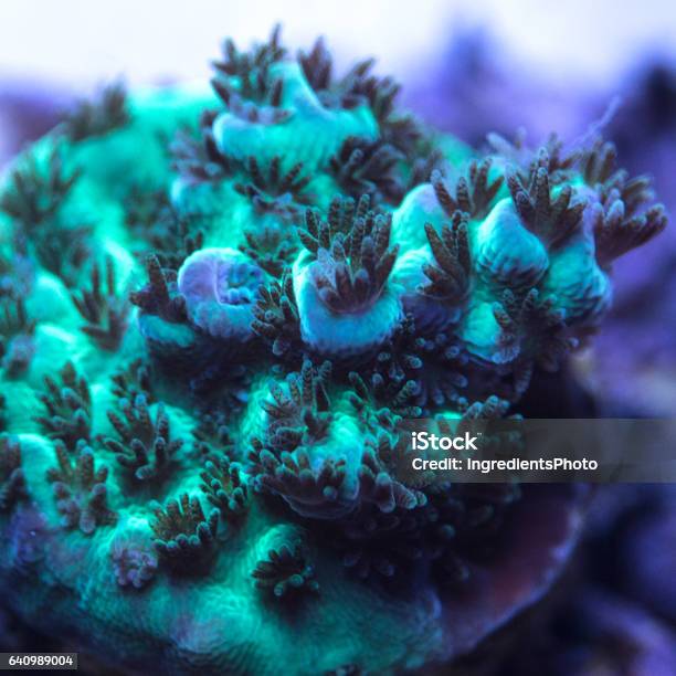 Closeup Of A Green Acropora Coral With Purple Tips Stock Photo - Download Image Now