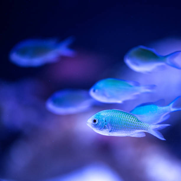 School of blue Chromis Viridis saltwater fish. - fotografia de stock