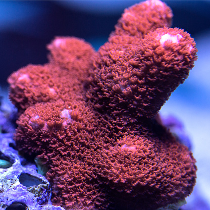 Close-up of an orange Montipora Digitata coral.