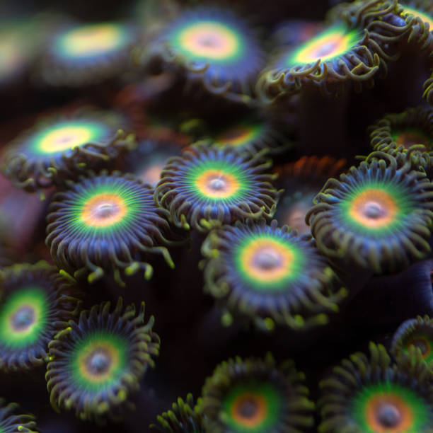 istock Green and yellow Zoanthids corals with ogange middle. 640989092