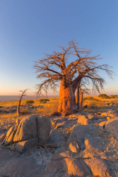 istock Baobab and rocks at sunrise 640989666