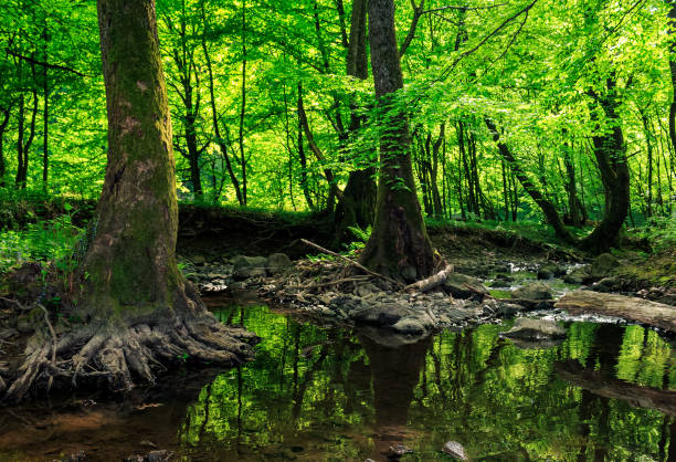 istock small stream with stones in the old forest 640989782