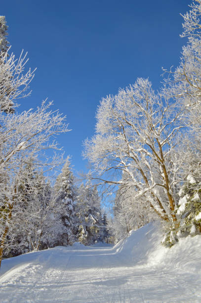 istock Forest pathway among trees covered by snow and hoarfrost 640990652