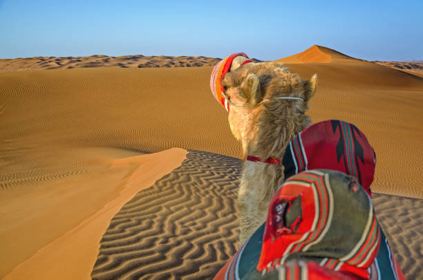 istock Adventurous journey in the dunes 640990992