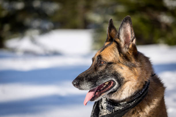 istock German Shepherd Dog sitting in the snow 640991118