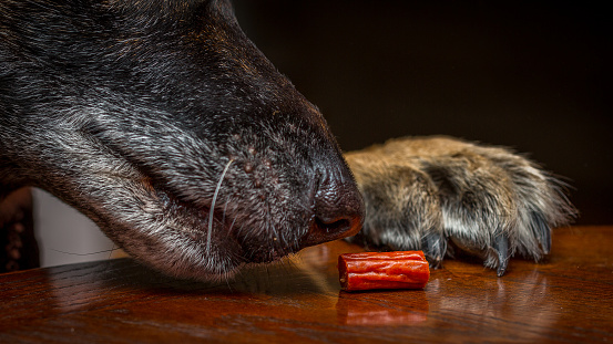 German Shepherd Dog About To Grab A Bite Of Pepperoni Stock Photo -  Download Image Now - iStock