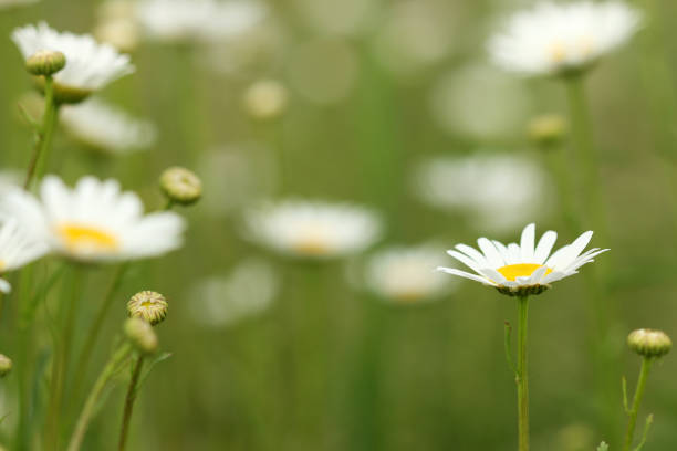 istock white chamomile wild flower meadow 640991960
