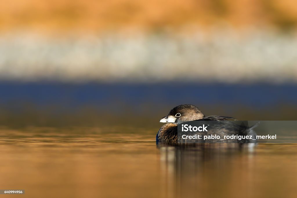 Pied-billed Grebe Pied-billed Grebe swimming on a lake Argentina Stock Photo