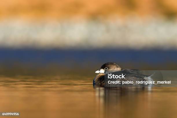 Piedbilled Grebe Stock Photo - Download Image Now - Argentina, Beach, Bird