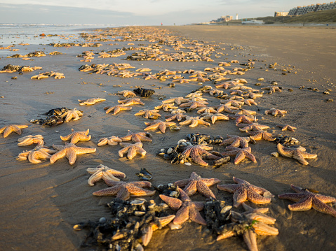 Large number of star fish washed ashore on the beach
