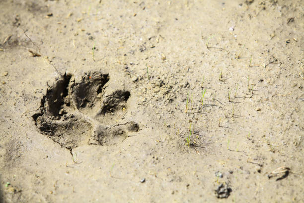 istock Dog paw imprint 640998320
