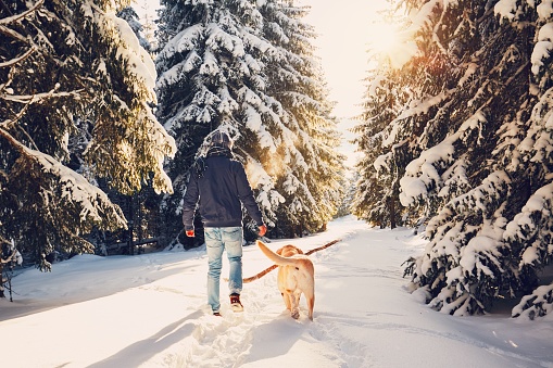 Trip to winter nature. Young man in warm clothes is walking with his labrador in snowy forest.
