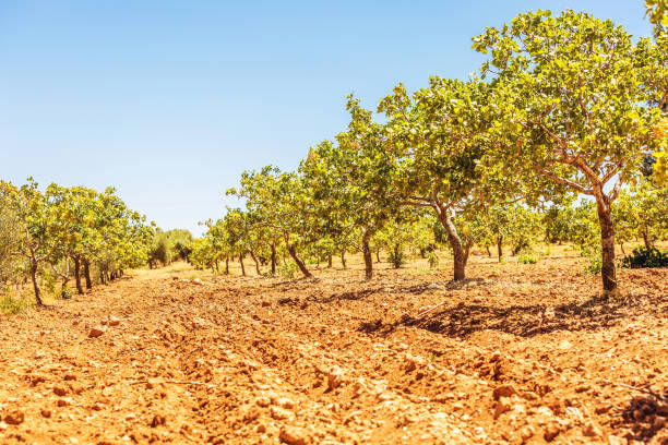 istock Cultivated Pistachio Trees in Turkey 640998654