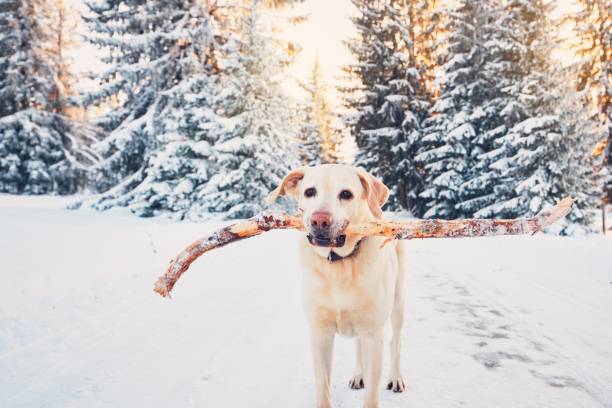 istock Happy dog in winter nature 640998758