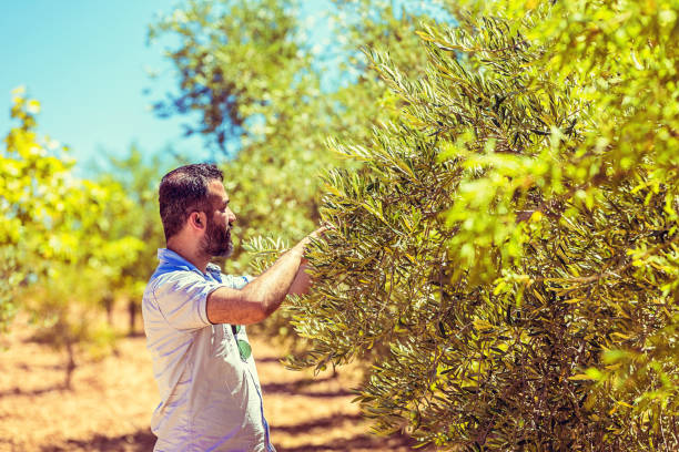 istock Young Farmer in Olive Yard 640999422