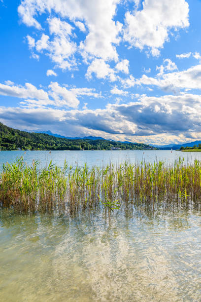 Green grass in water of Worthersee lake in summer, Austria Most popular lake in Austria for summer holidays pörtschach am wörthersee stock pictures, royalty-free photos & images