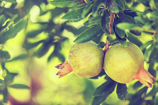 Close-Up Of Pomegranate Growing On Tree