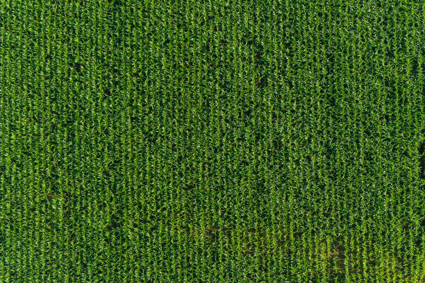 istock Agriculture background rows of healthy green corn maize crop field 641002840
